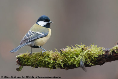 Great TitParus major major