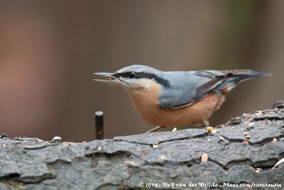 Eurasian NuthatchSitta europaea caesia