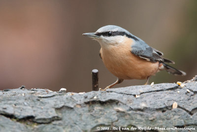 Eurasian NuthatchSitta europaea caesia