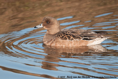 Eurasian WigeonMareca penelope