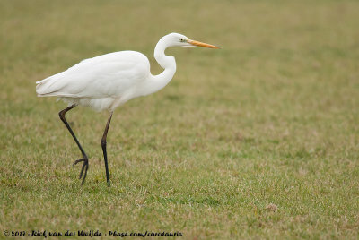 Great EgretArdea alba alba