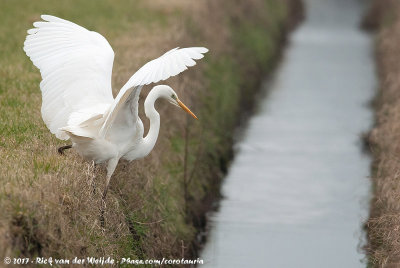 Great EgretArdea alba alba