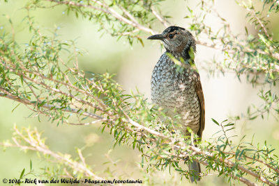 Regent BowerbirdSericulus chrysocephalus