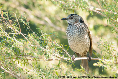 Regent BowerbirdSericulus chrysocephalus