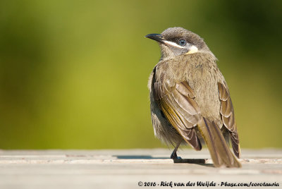 Lewin's HoneyeaterMeliphaga lewinii lewinii