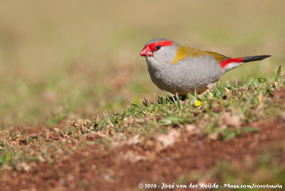 Red-Browed Finch  (Doornastrild)