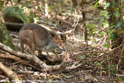 Red-Legged PademelonThylogale stigmatica wilcoxi