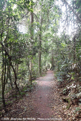 The rainforest tracks of Lamington
