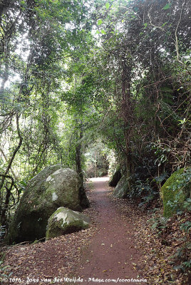 The rainforest tracks of Lamington