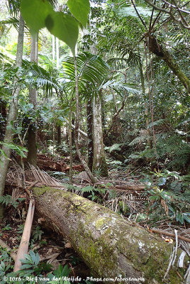 The rainforest of Lamington