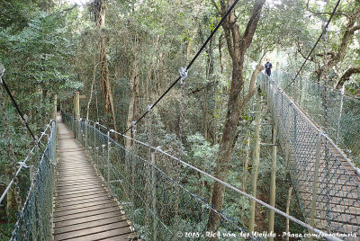 Canopy walk of Lamington