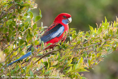 Crimson RosellaPlatycercus elegans elegans