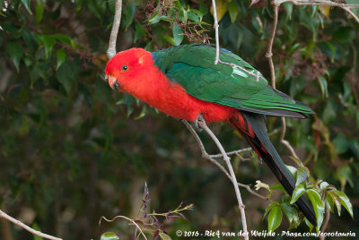 Australian King ParrotAlisterus scapularis scapularis