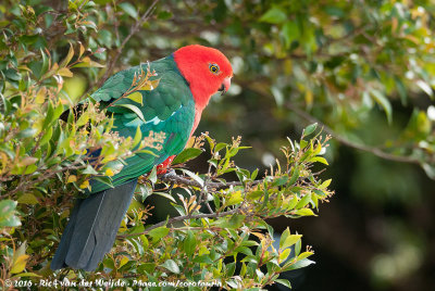 Australian King ParrotAlisterus scapularis scapularis