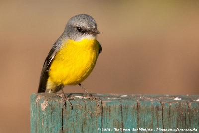 Eastern Yellow RobinEopsaltria australis chrysorrhos