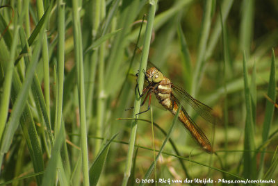 Norfolk HawkerAeshna isoceles isoceles