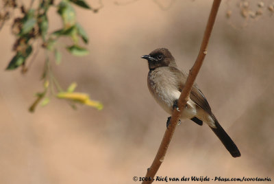 The Birds of Morocco