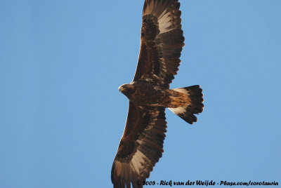 Golden EagleAquila chrysaetos homeyeri