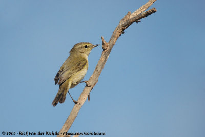 Common ChiffchaffPhylloscopus collybita ssp.