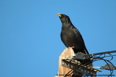 Alpine ChoughPyrrhocorax graculus graculus