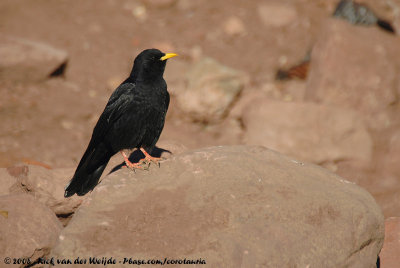 Alpine ChoughPyrrhocorax graculus graculus