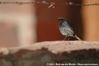 Black RedstartPhoenicurus ochruros gibraltariensis