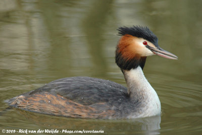 Great Crested GrebePodiceps cristatus cristatus