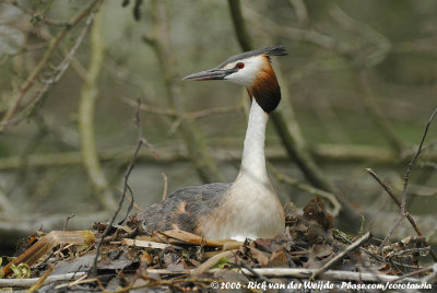 Great Crested GrebePodiceps cristatus cristatus