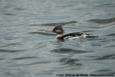 Red-Breasted Merganser<br><i>Mergus serrator</i>