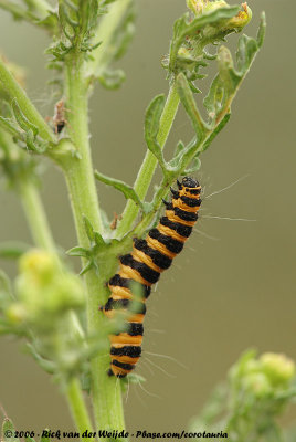 Cinnabar MothTyria jacobaeae