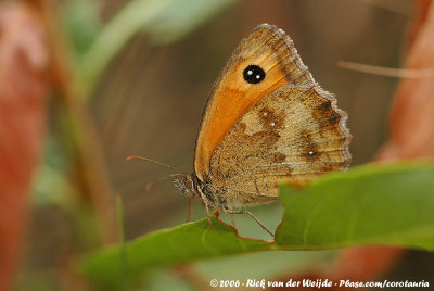 GatekeeperPyronia tithonus tithonus