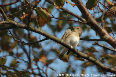 Red-Breasted FlycatcherFicedula parva