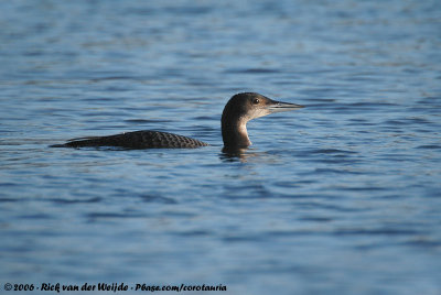 Common LoonGavia immer