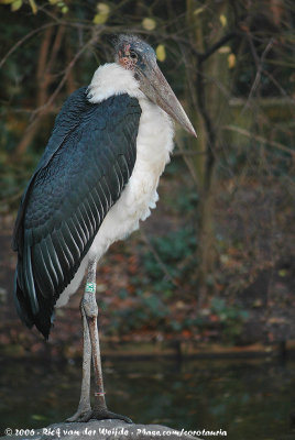 Marabou StorkLeptoptilos crumenifer