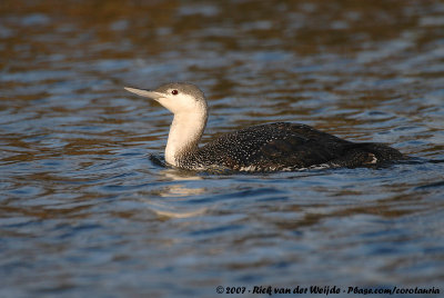 Red-Throated LoonGavia stellata