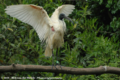 Black-Headed IbisThreskiornis melanocephalus