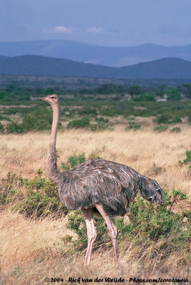 Somali OstrichStruthio molybdophanes