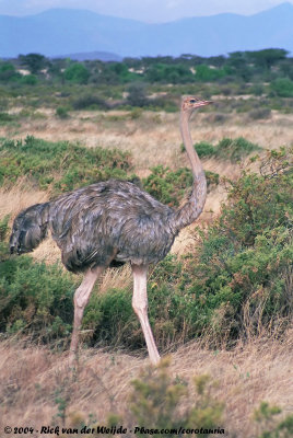 Somali OstrichStruthio molybdophanes