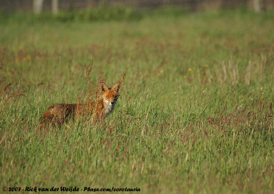Red Fox<br><i>Vulpes vulpes vulpes</i>