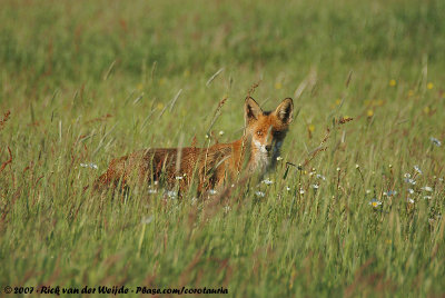 Red FoxVulpes vulpes vulpes