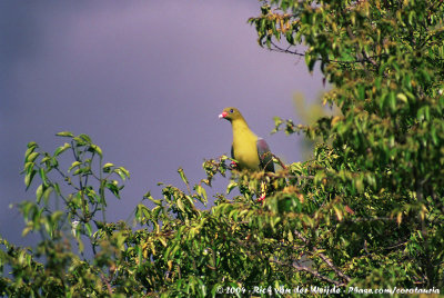 African Green PigeonTreron calvus brevicera