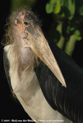 Marabou Stork<br><i>Leptoptilos crumenifer</i>
