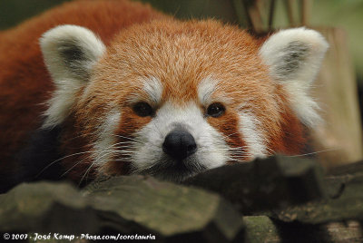 Red PandaAilurus fulgens fulgens