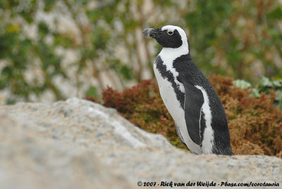 African PenguinSpheniscus demersus