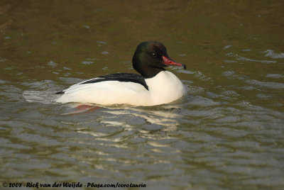 Common Merganser  (Grote Zaagbek)