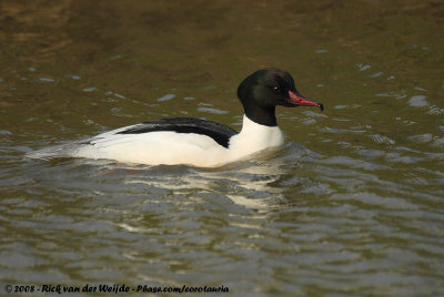 Common MerganserMergus merganser merganser