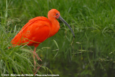 Scarlet Ibis<br><i>Eudocimus ruber</i>