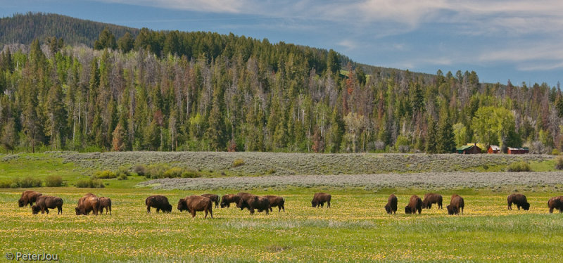 YellowStone