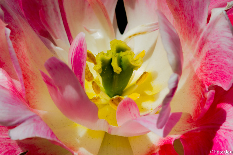 Tulip