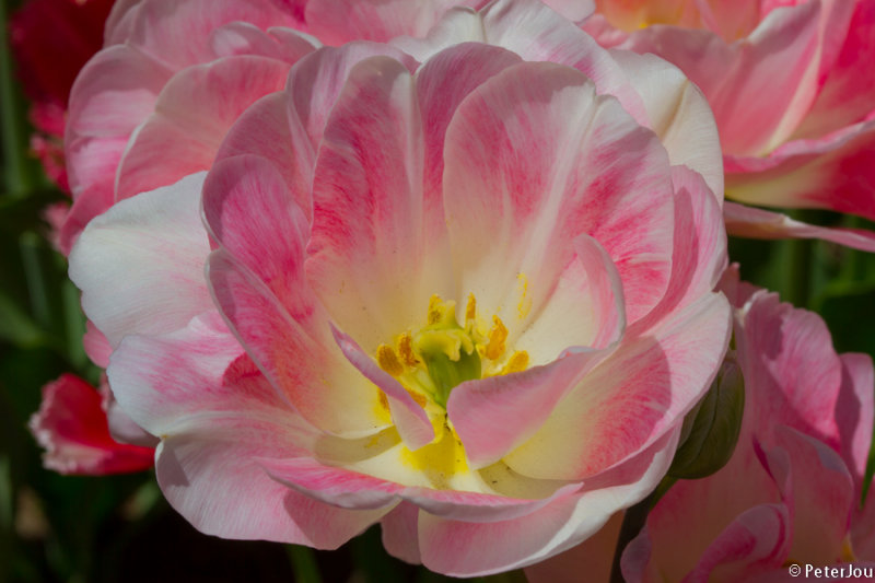 Tulip